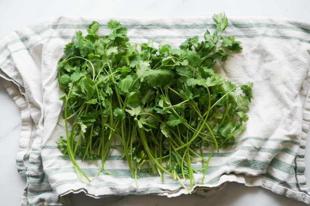 drying cilantro on a kitchen towel